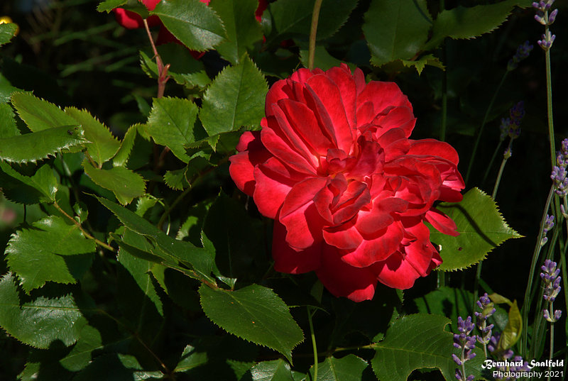 Bernhard Saalfeld - Gartenrose (8v9)